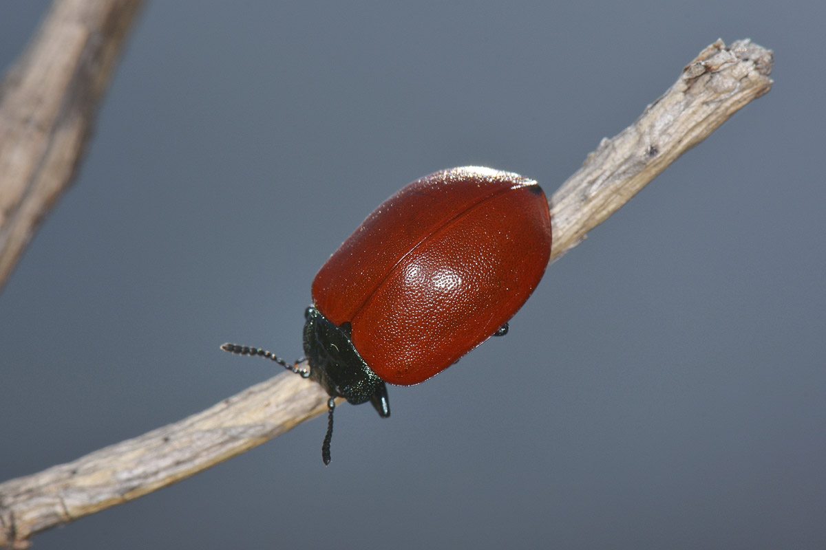 Chrysomela populi ? Si.